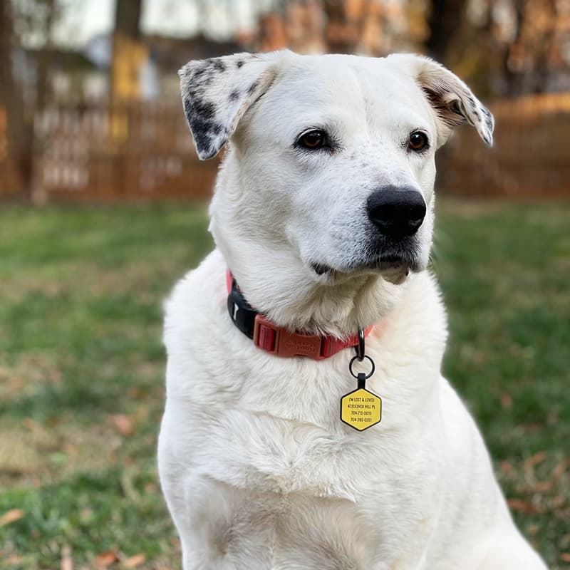 Lulu